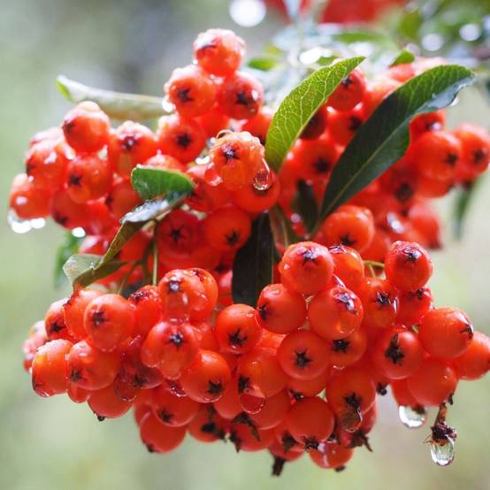 Buisson ardent Red Column, Pyracantha à fleurs Blanche/ - feuillage Persistant - Pot de 3L - 60/80 cm - Image 1