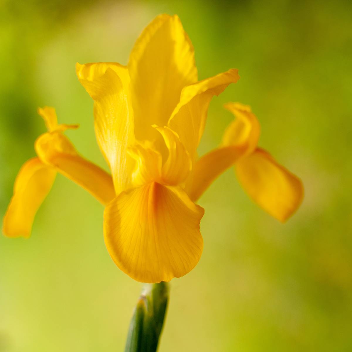 Promesse de Fleurs - Iris de Hollande Golden Harvest - Iris hollandica Bulbe calibre 8+ (par 15)