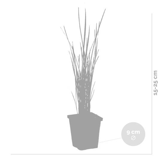 Lot de 3 - Typha Latifolia - Grand Massette - Cigare des marais - H. 15-25 cm - P. 9 cm - Image 4