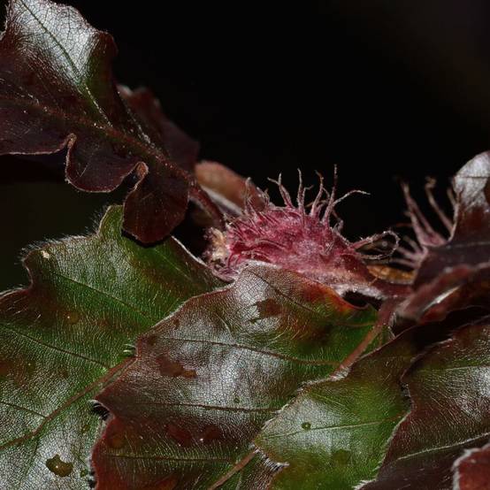 Hêtre commun Dawyck Purple, Fagus - Pot de 15L - Baliveau - Image 3