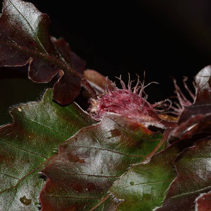 Hêtre commun Dawyck Purple, Fagus - Pot de 15L - Baliveau - Image 3