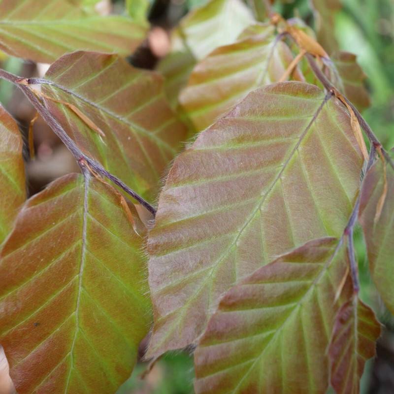 Hêtre commun Dawyck Purple, Fagus - Pot de 15L - Baliveau - Image 2