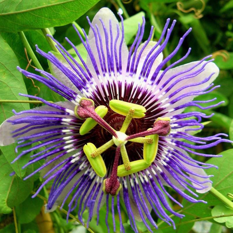 Passiflore Purple Haze à fleurs Bleue - feuillage Caduc - Godet - 5/10 cm- hauteur à maturité De 3,00 m à 5,00 m - Image 8