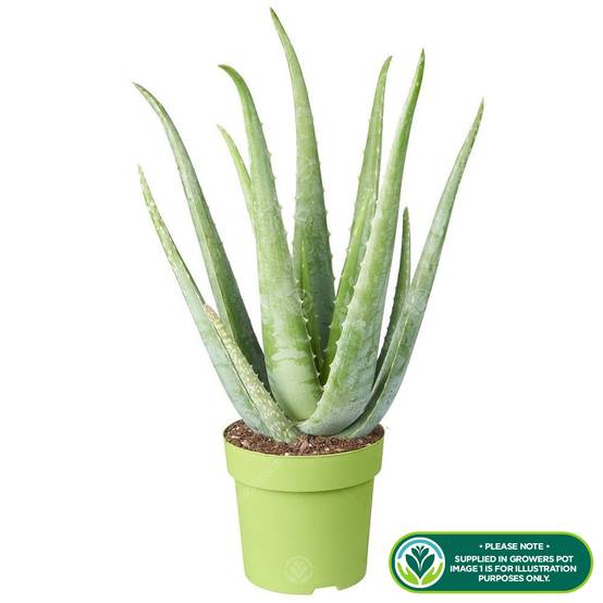 Gardenersdream - Aloe Vera Plante D’Intérieur Grasse Apaisante En Pot De 12 Cm - GardenersDream - Image 2