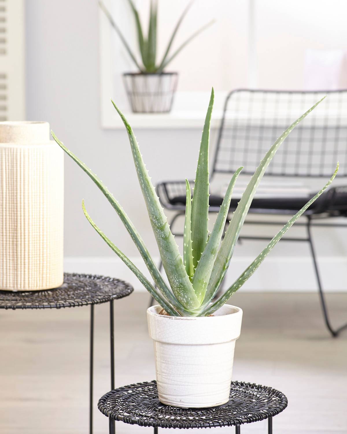 Gardenersdream - Aloe Vera Plante D’Intérieur Grasse Apaisante En Pot De 12 Cm - GardenersDream - Image 1
