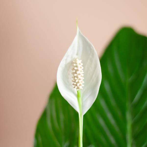 Spathiphyllum et Son Pot - H80cm - Image 5