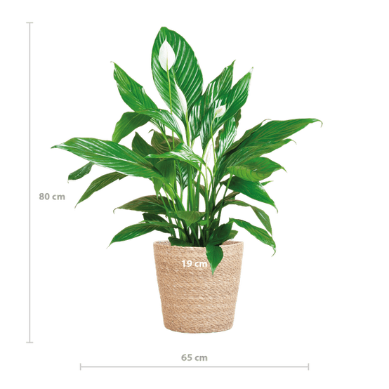 Spathiphyllum et Son Pot - H80cm - Image 3