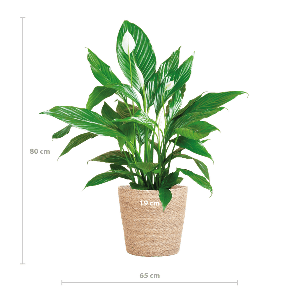 Spathiphyllum et Son Pot - H80cm - Image 3