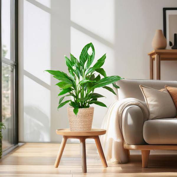 Spathiphyllum et Son Pot - H80cm