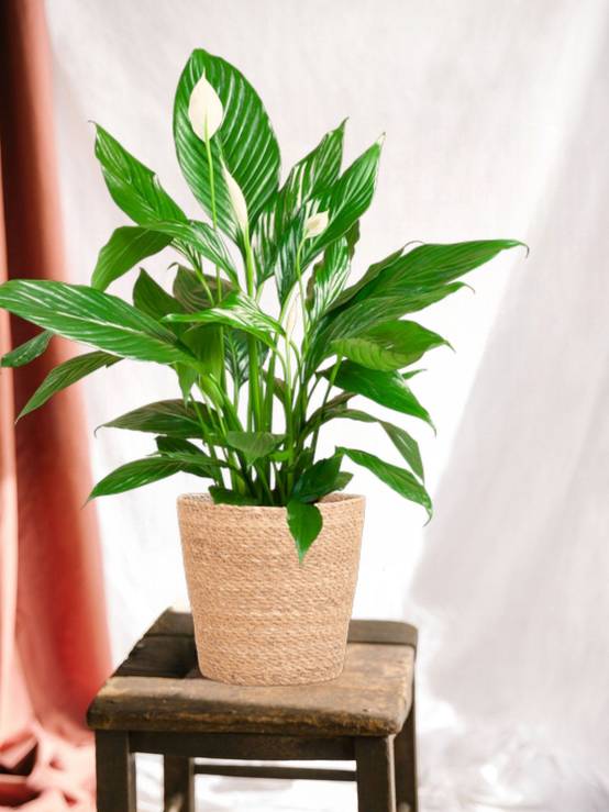 Spathiphyllum et Son Pot - H80cm - Image 2