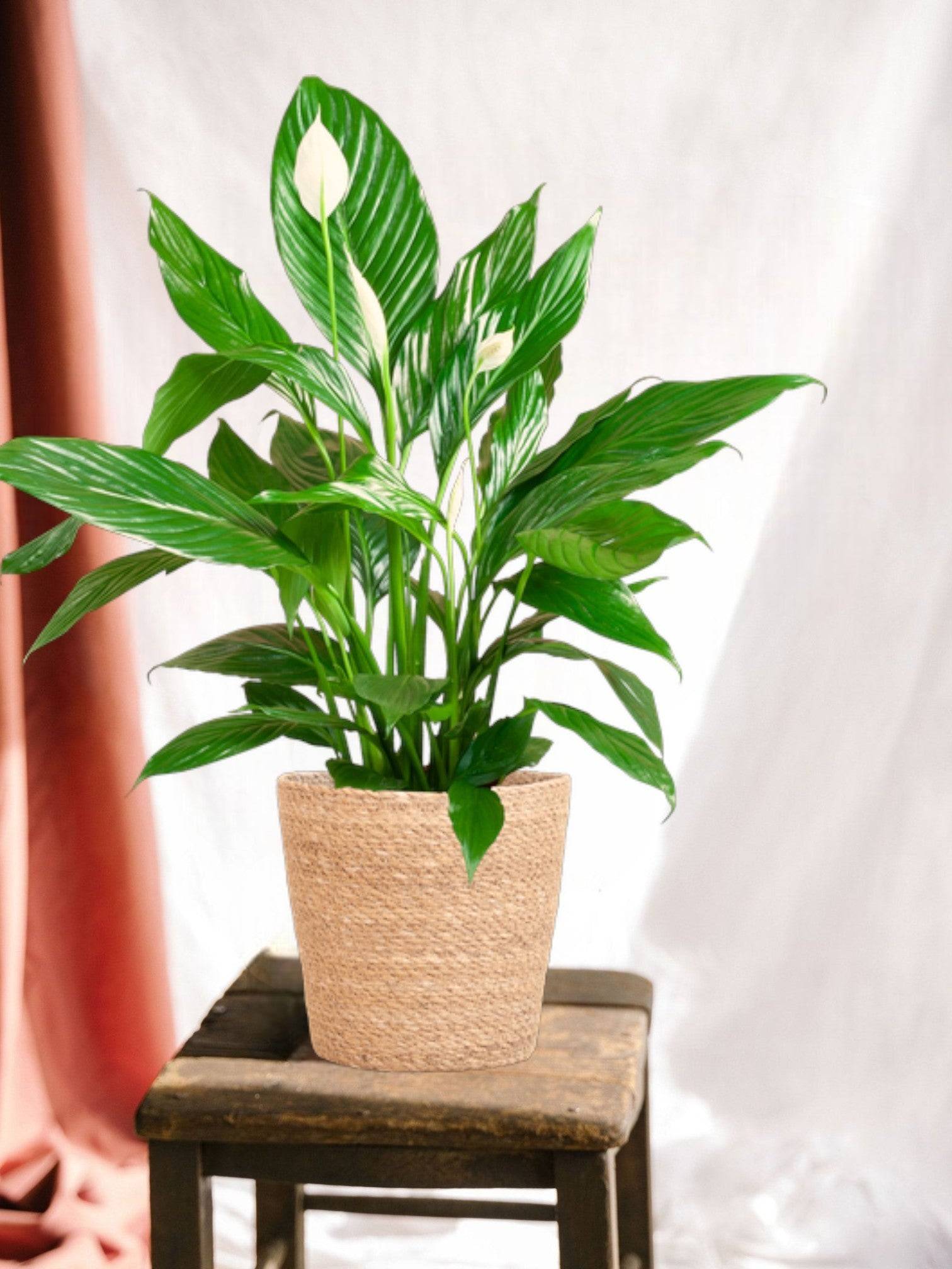 Spathiphyllum et Son Pot - H80cm - Image 2
