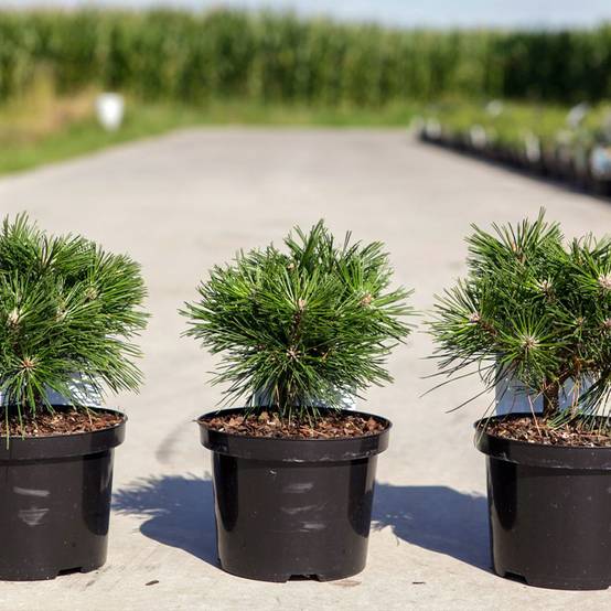 Pin de montagne - Pinus mugo Benjamin Pot de 2L/3L - Image 1