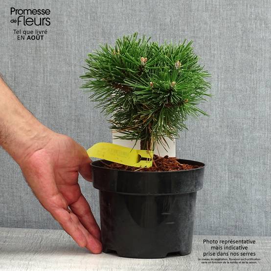 Pin de montagne - Pinus mugo Benjamin Pot de 2L/3L - Image 2