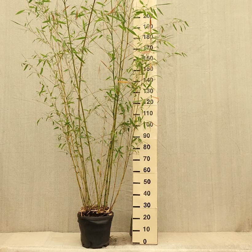 Phyllostachys flexuosa - Bambou moyen Pot de 12L/15L - Image 2