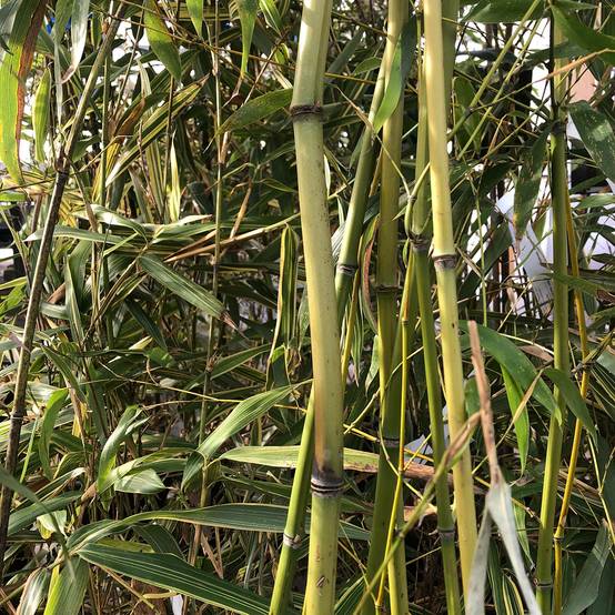 Phyllostachys flexuosa - Bambou moyen Pot de 12L/15L - Image 1