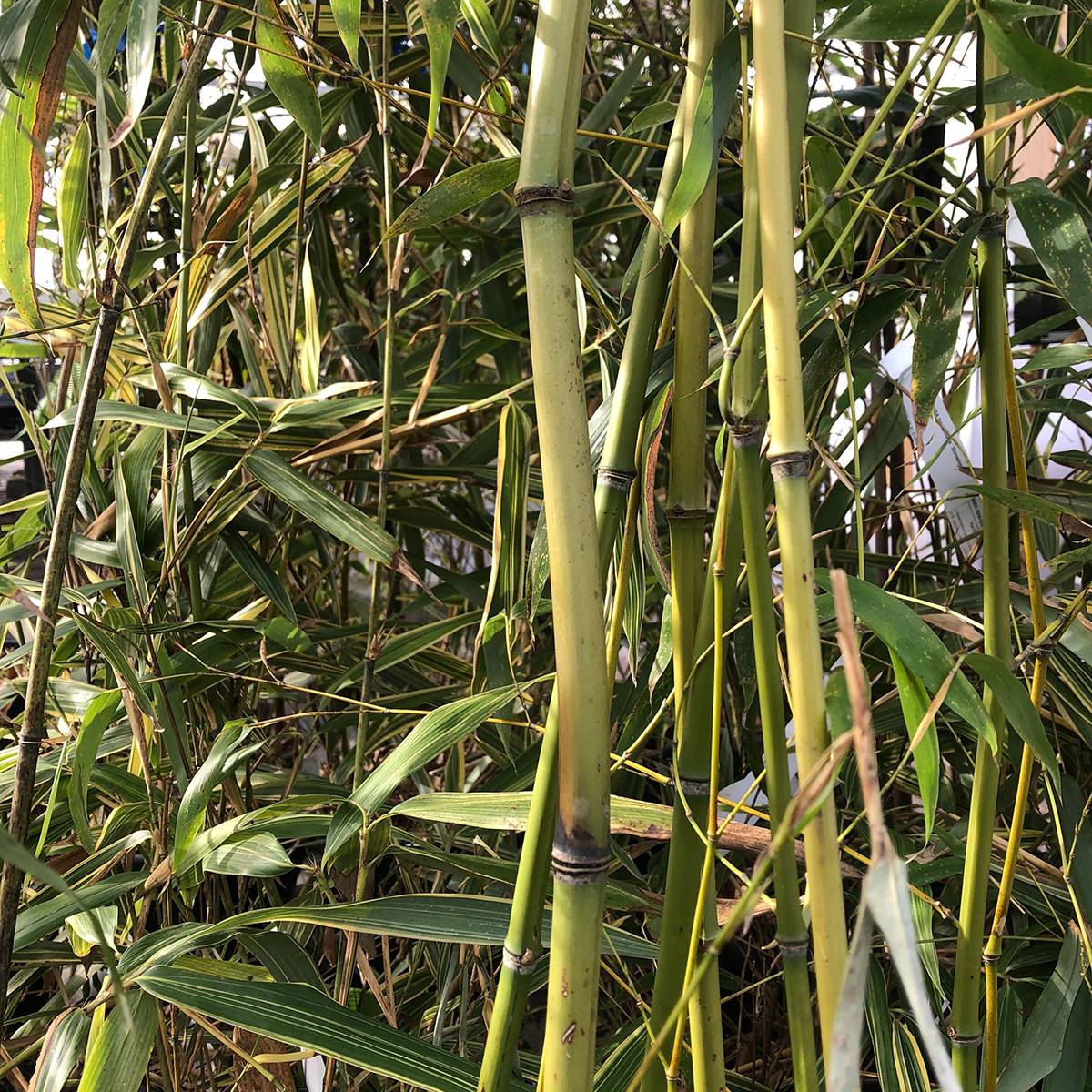 Phyllostachys flexuosa - Bambou moyen Pot de 12L/15L - Image 1