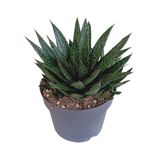 Gasteria - Ø17cm - ↕35cm - Plantes d'intérieur - Image 1