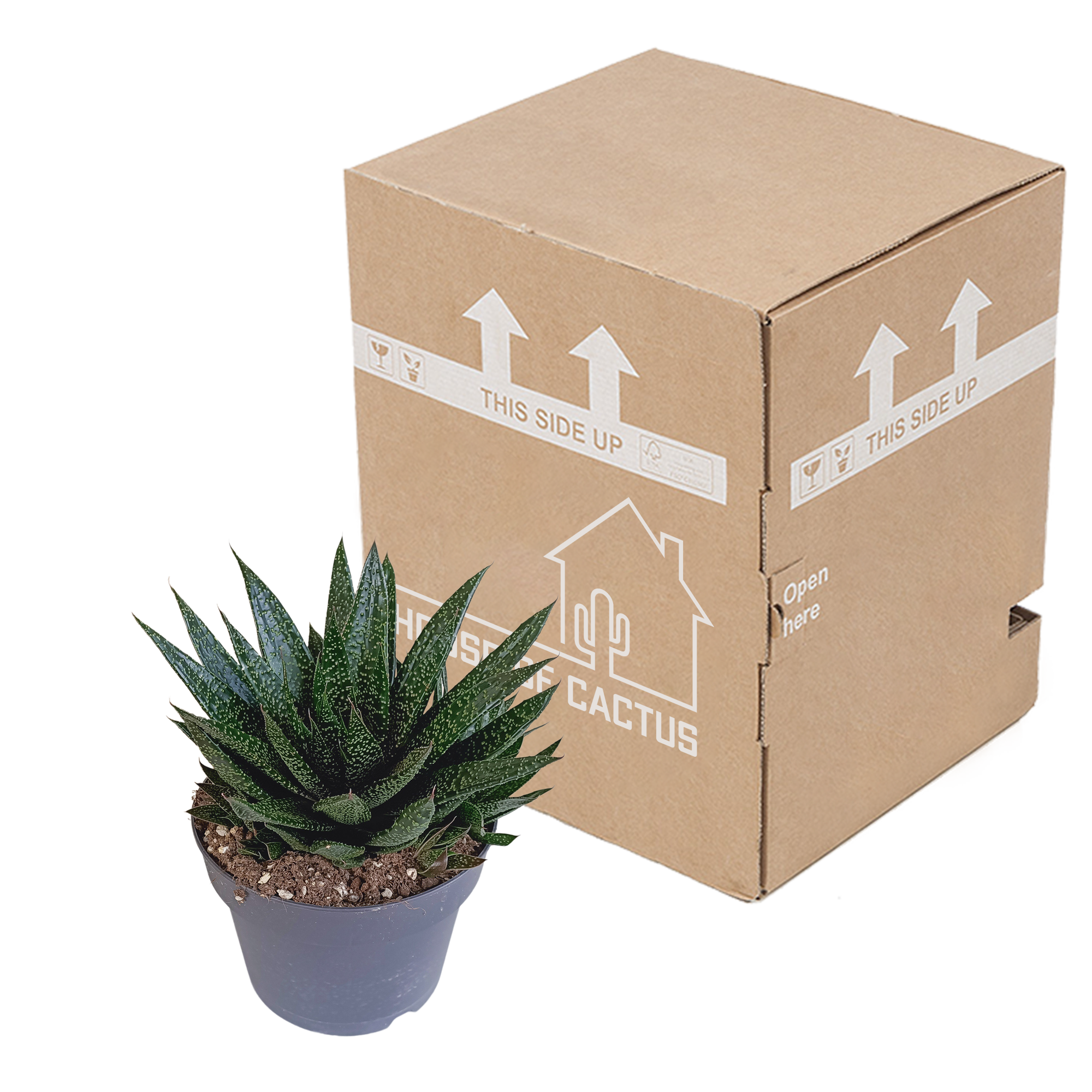Gasteria - Ø17cm - ↕35cm - Plantes d'intérieur - Image 3