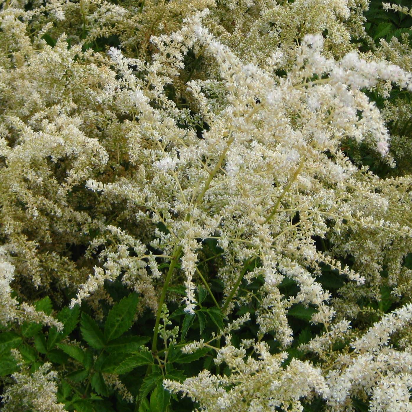 Promesse de Fleurs - Astilbe arendsii Brautschleier Pot de 2L/3L