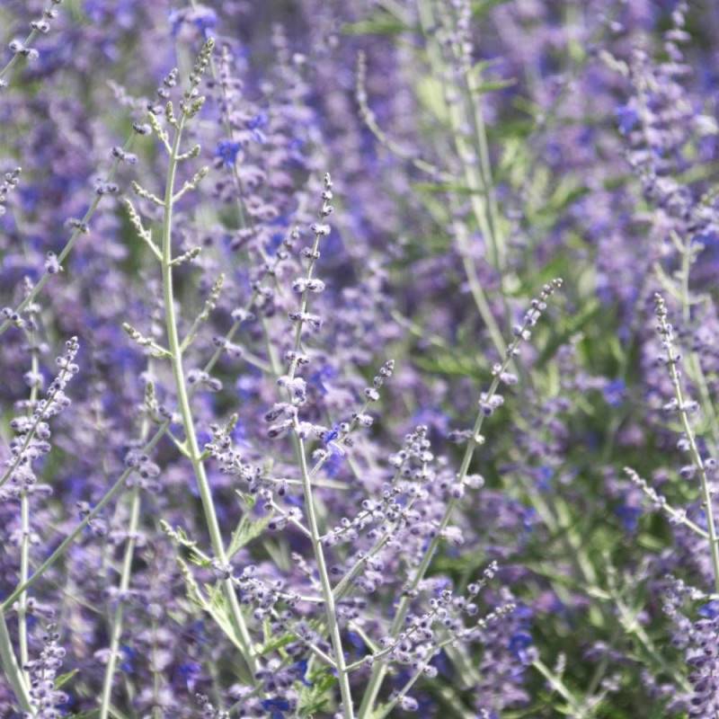 Lavande d'Afghanistan Blue Spire, Sauge Russe, Perovskia à fleurs Bleue - feuillage Persistant - Godet - 5/20 cm-  hauteur à maturité De 0,50 m à 1,00 - Image 4