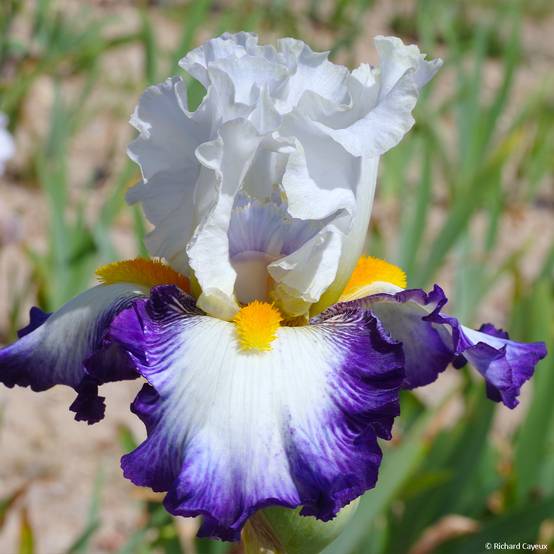 Iris germanica Virgule - Iris des Jardins Godet de 8/9 cm