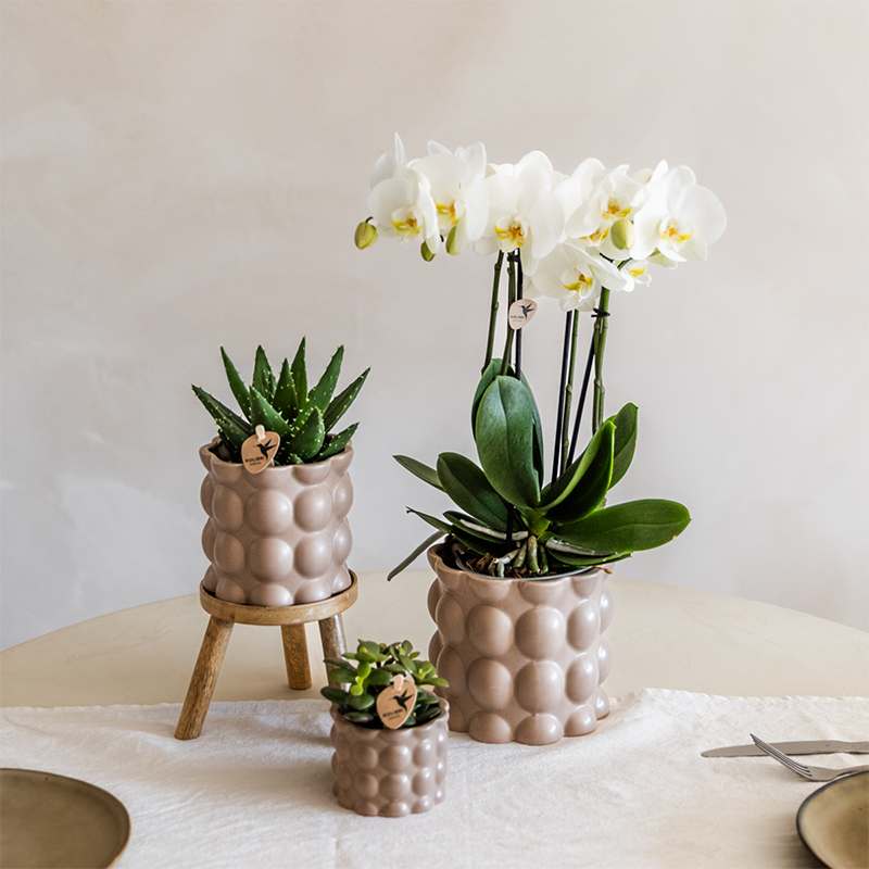 Orchidées - H35cm - Image 5