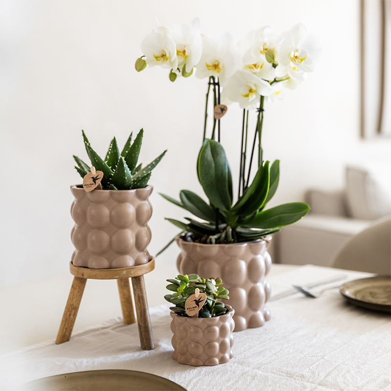 Orchidées - H35cm - Image 3