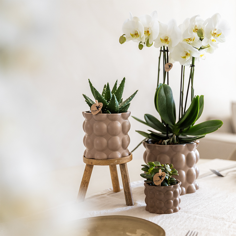 Orchidées - H35cm - Image 2