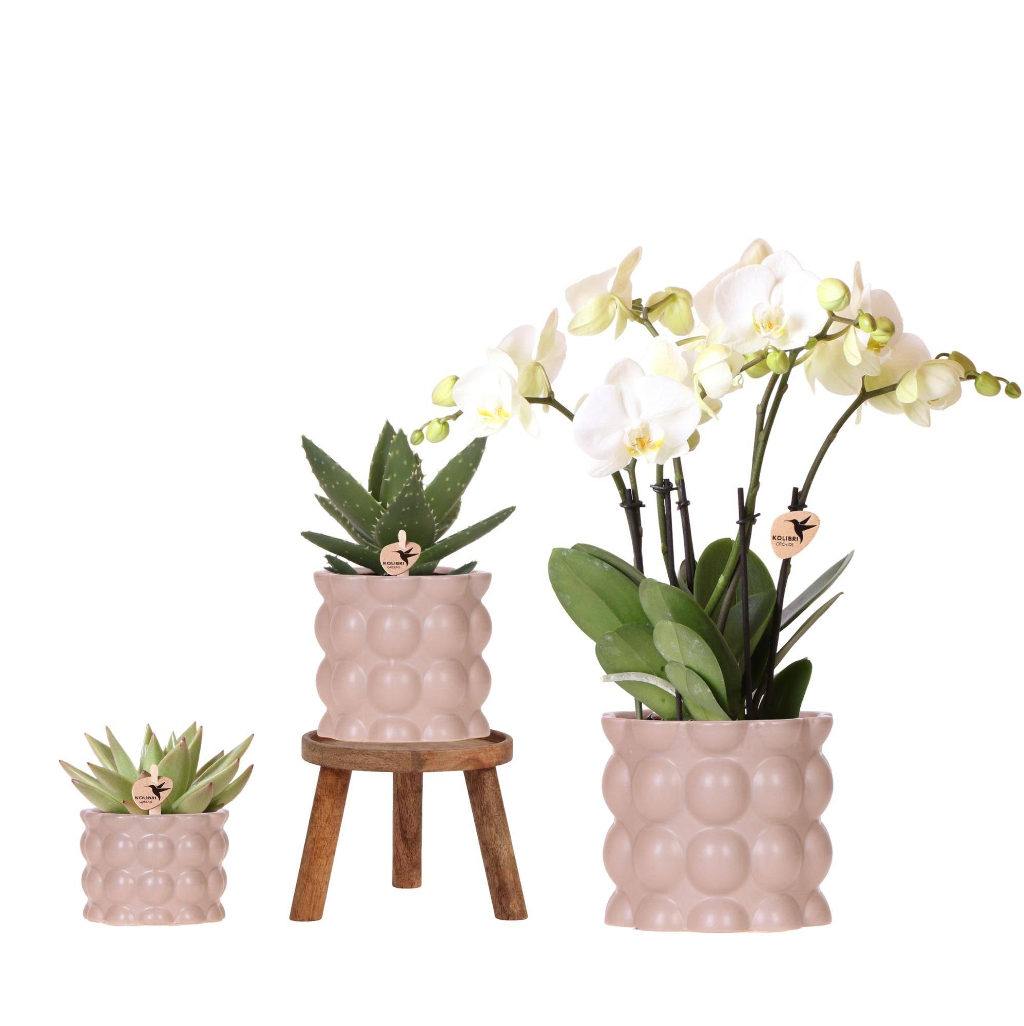 Orchidées - H35cm - Image 1