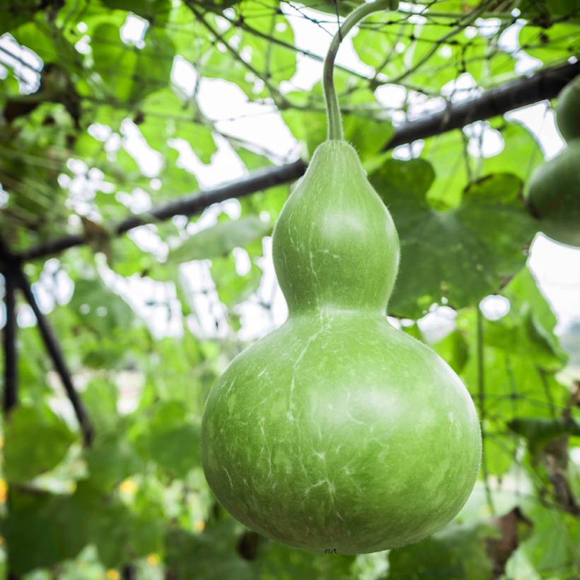 Graines de Calebasse ou gourde pélerine le sachet de 10 graines environ (2g)