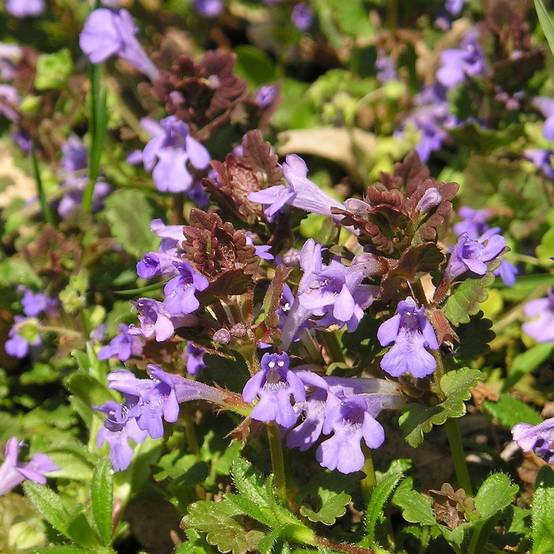 Promesse de Fleurs - Glechoma hederacea - Lierre terrestre Godet de 8/9 cm