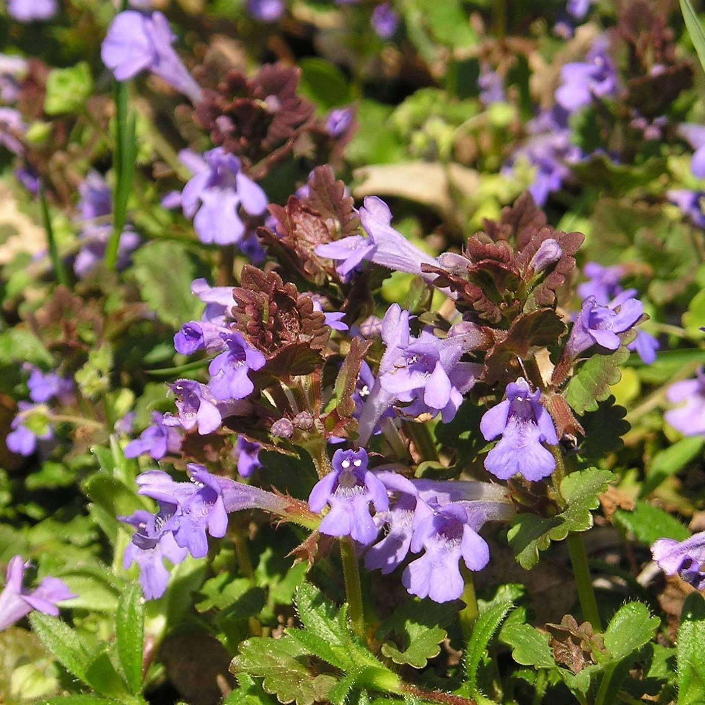 Promesse de Fleurs - Glechoma hederacea - Lierre terrestre Godet de 8/9 cm