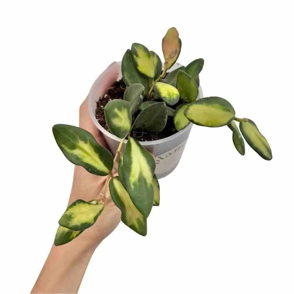 Hoya Burtoniae Variegata DS70 - Pot de 9cm - Plantes d'intérieur - Image 1