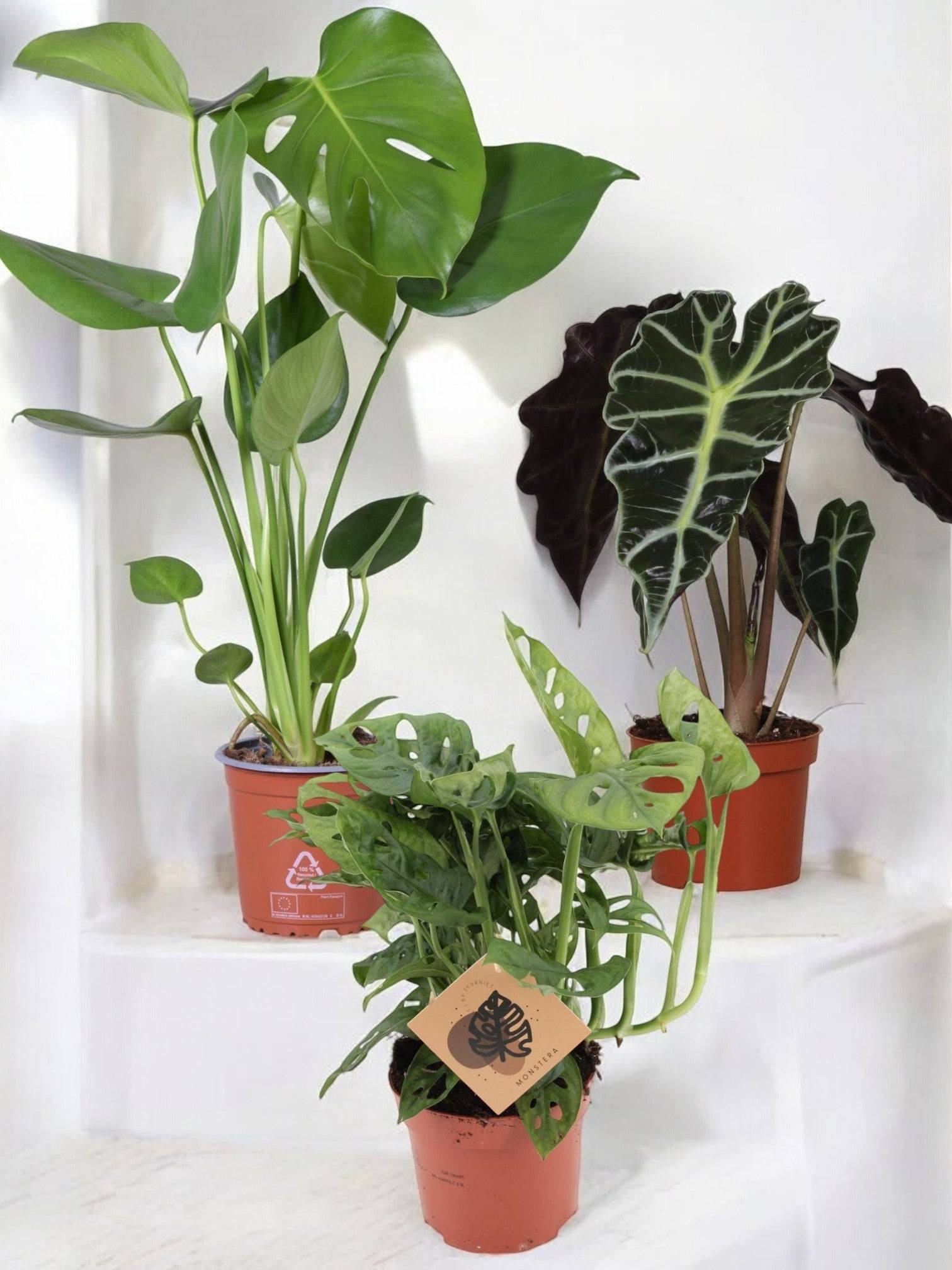 Trio de Plantes Dépolluantes - H40cm - Image 5