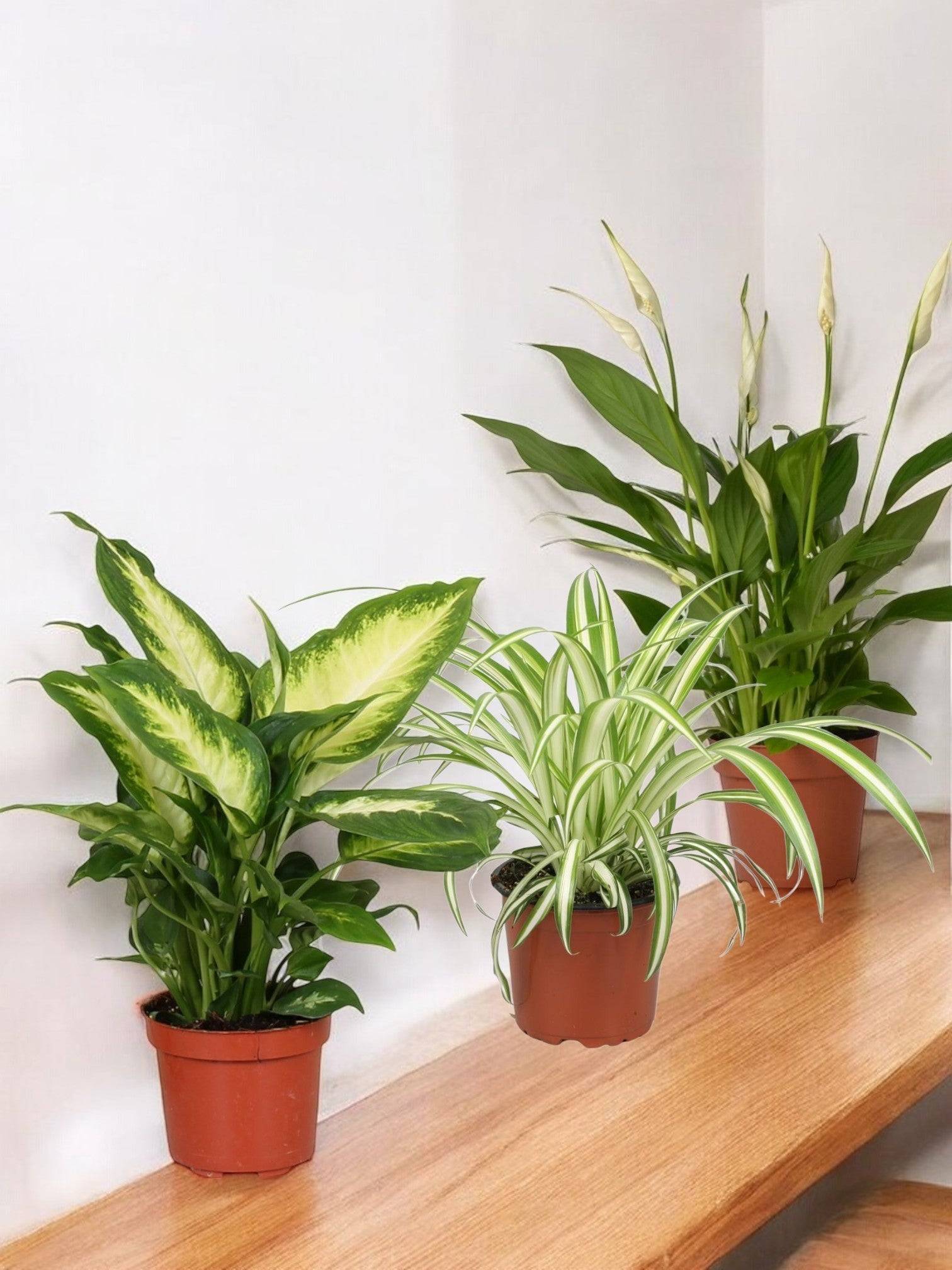 Trio de Plantes Dépolluantes - H40cm - Image 2