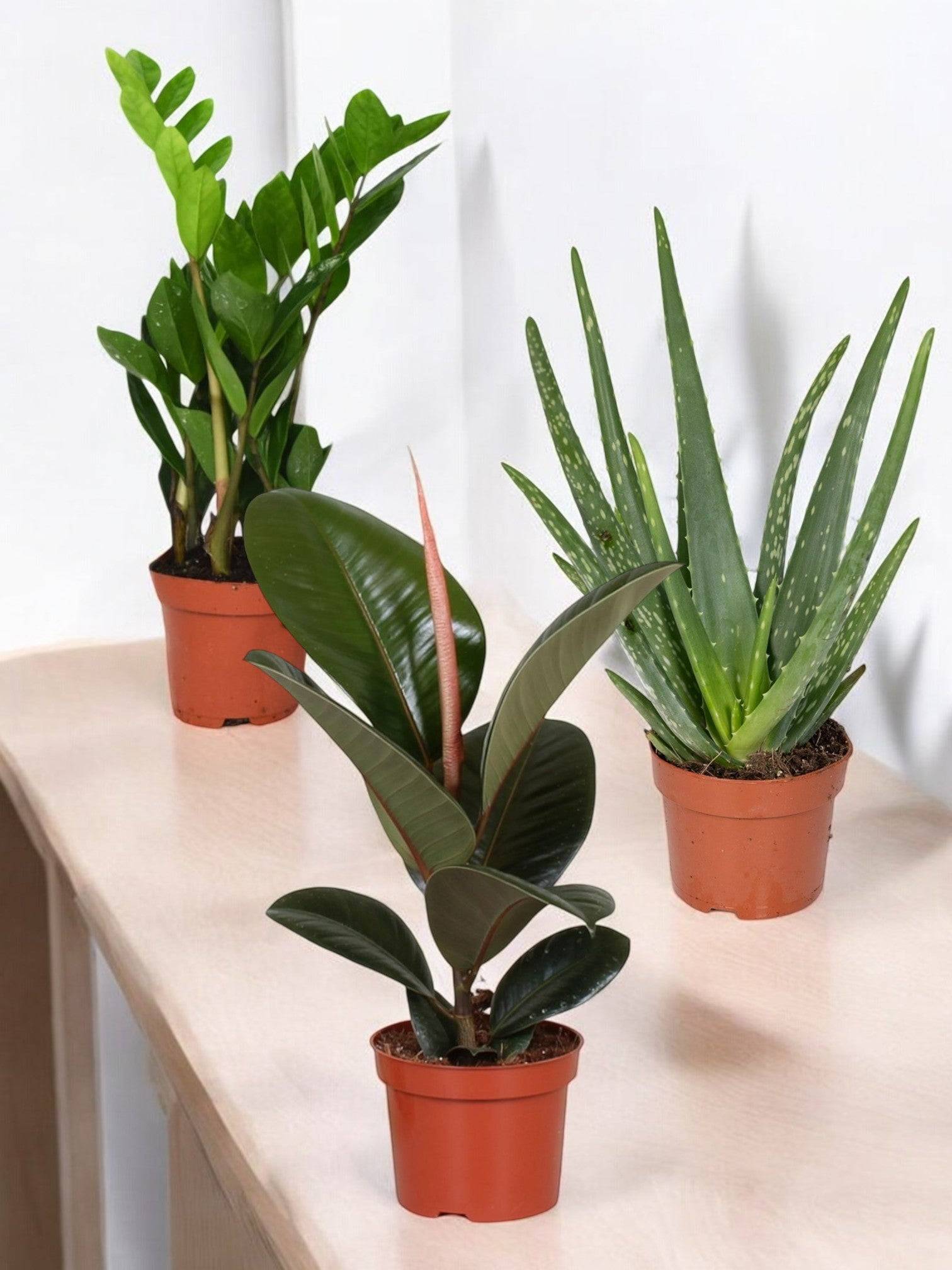 Trio de Plantes Dépolluantes - H40cm - Image 3