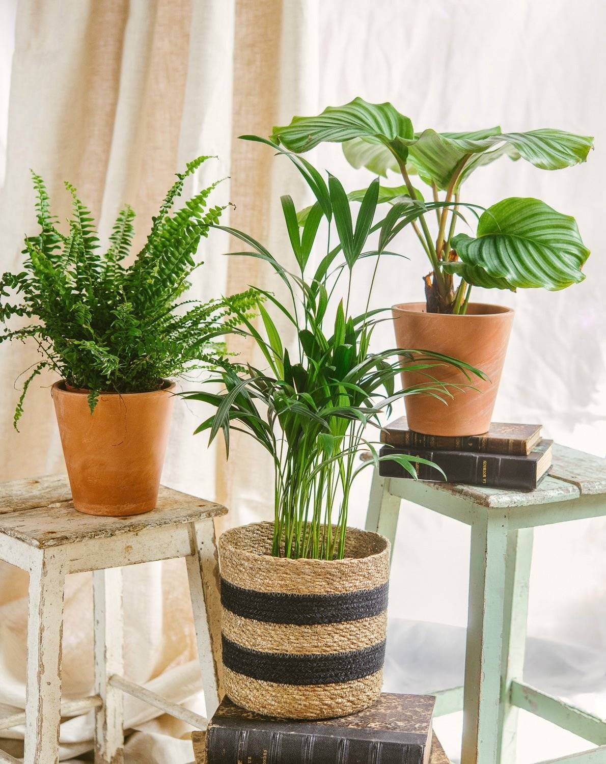 La Green Touch - Trio de Plantes Dépolluantes - H40cm - Image 8