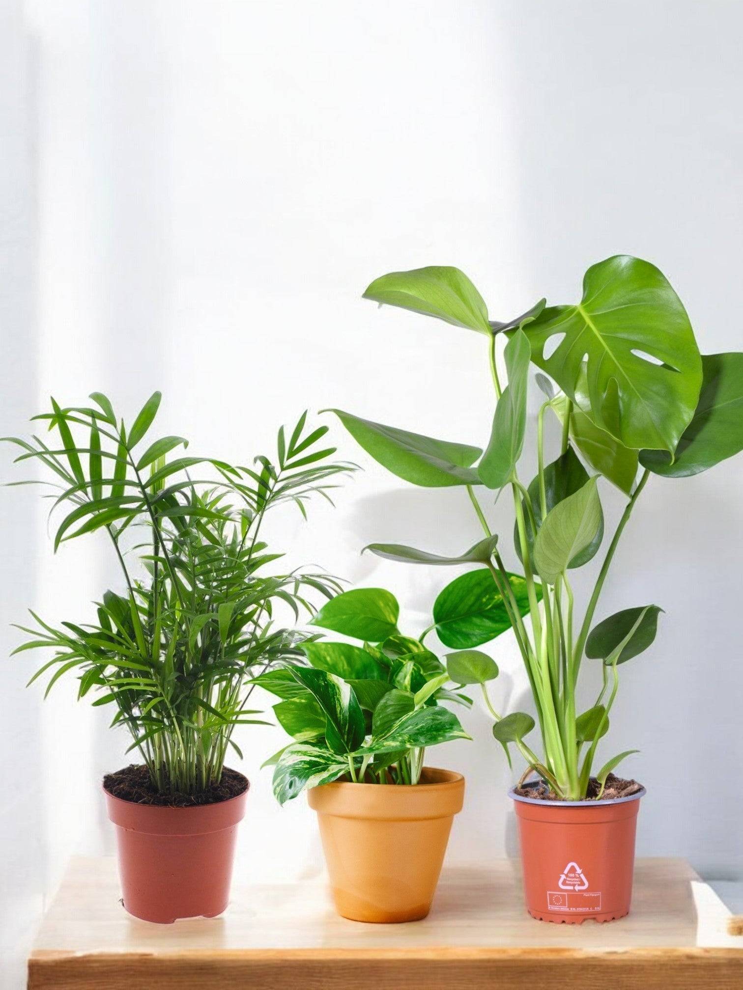 Trio de Plantes Dépolluantes - H40cm - Image 4