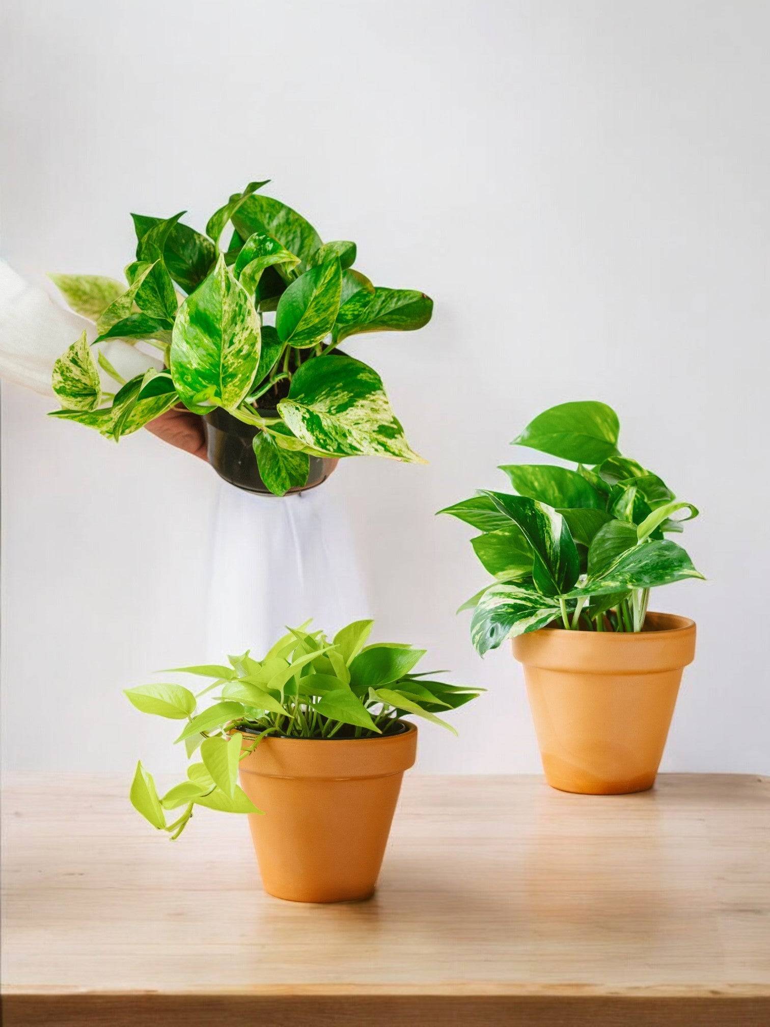 Trio de Plantes Dépolluantes - H40cm - Image 1