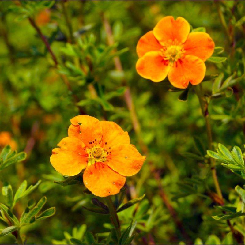 Potentille arbustive 'Hopley's Orange' (Potentilla fruticosa 'Hopley's Orange') - Godet - Taille 10/15cm - Pépinières Naudet - Image 1