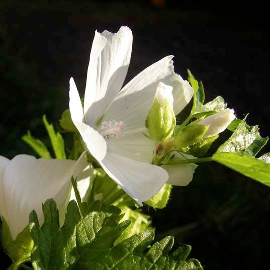 Mauve blanche - Malva moschata Alba Godet de 7/8 cm