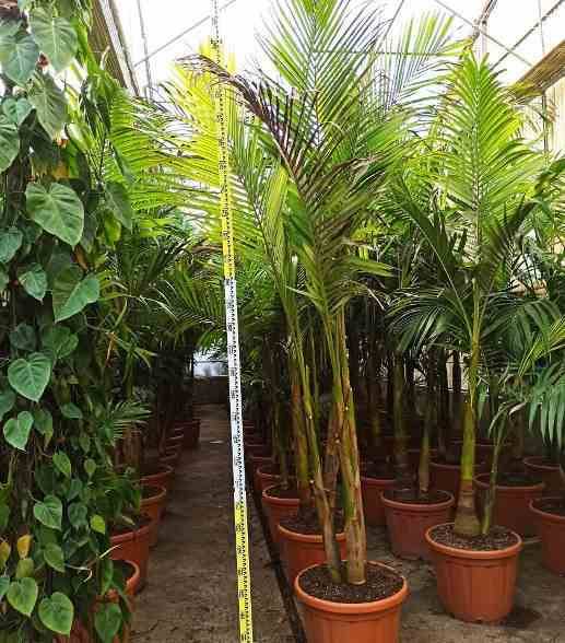 0 - Archontophoenix alexandrae (Palmier royal)  Pot de 130L plusieurs troncs 200/250cm - Image 2