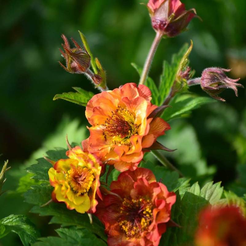 Geum Tutti Frutti - Benoîte jaune orangé Pot de 2L/3L