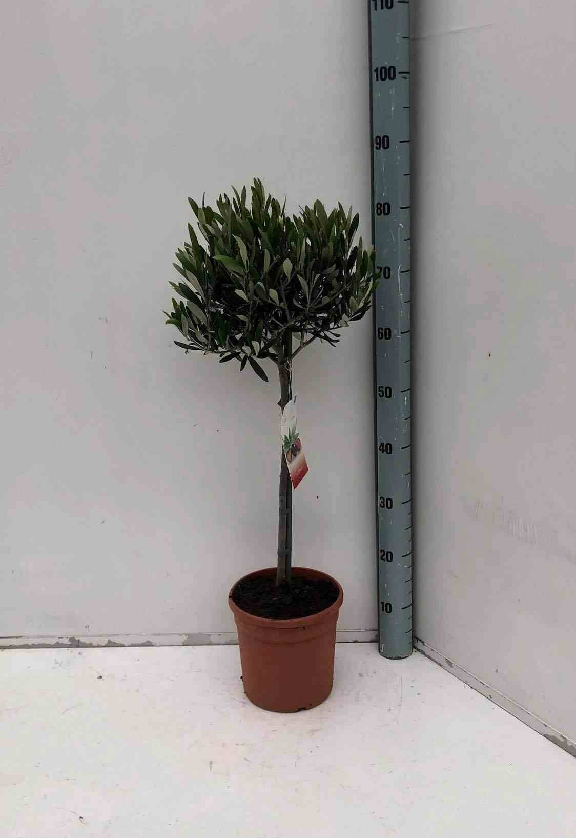 0 - Olea europaea (Oliviers) gros sujets Périmètre de tronc 50/60cm - 170/220cm - Image 1