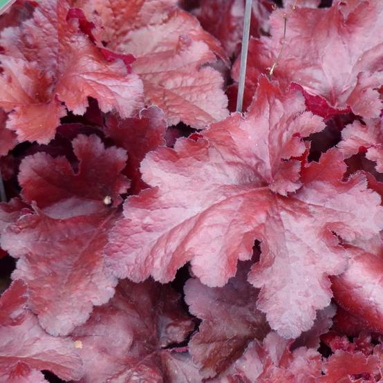 Promesse de Fleurs - Heuchère - Heuchera Forever Red Pot de 1,5L/2L