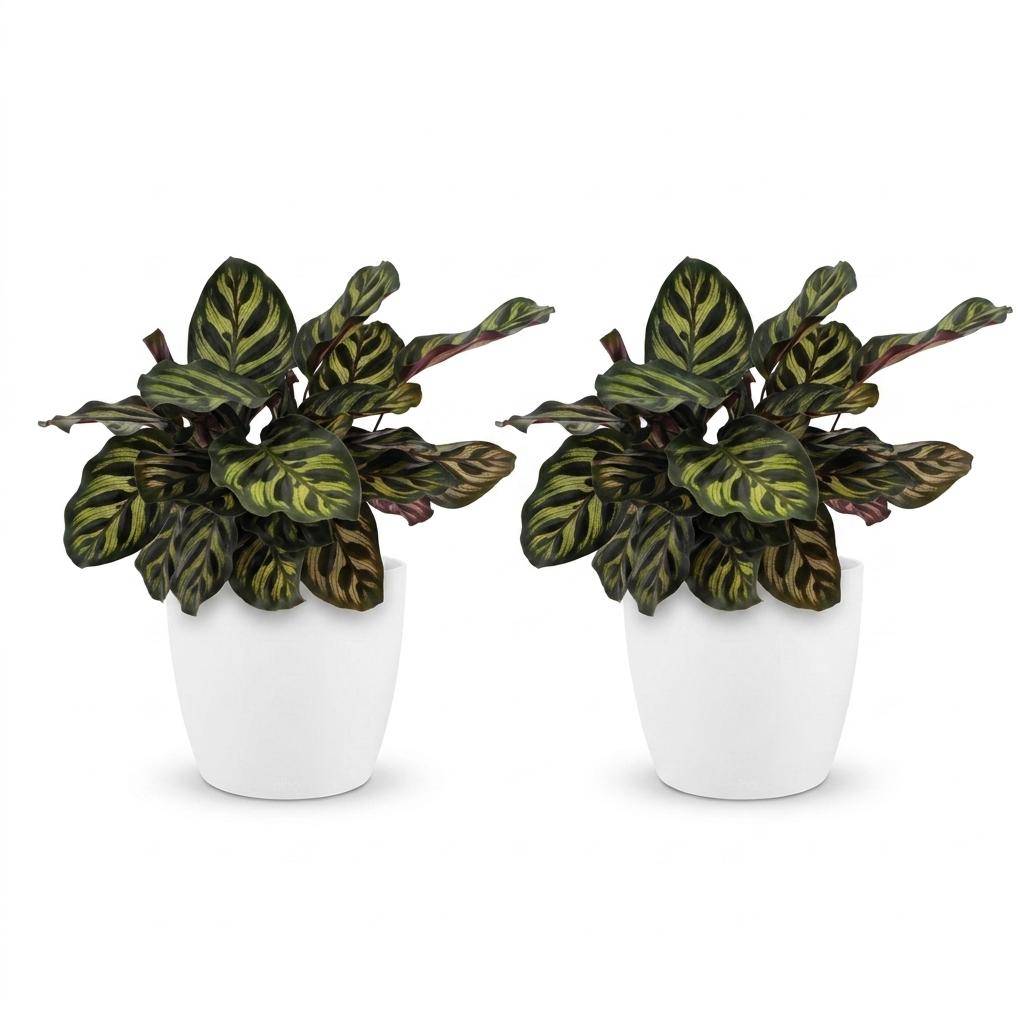 Calathea Makoyana - Plante Paon - Pot de 12cm - Hauteur 25cm - 2 plantes - Blanc - Plantes d'intérieur - Image 2