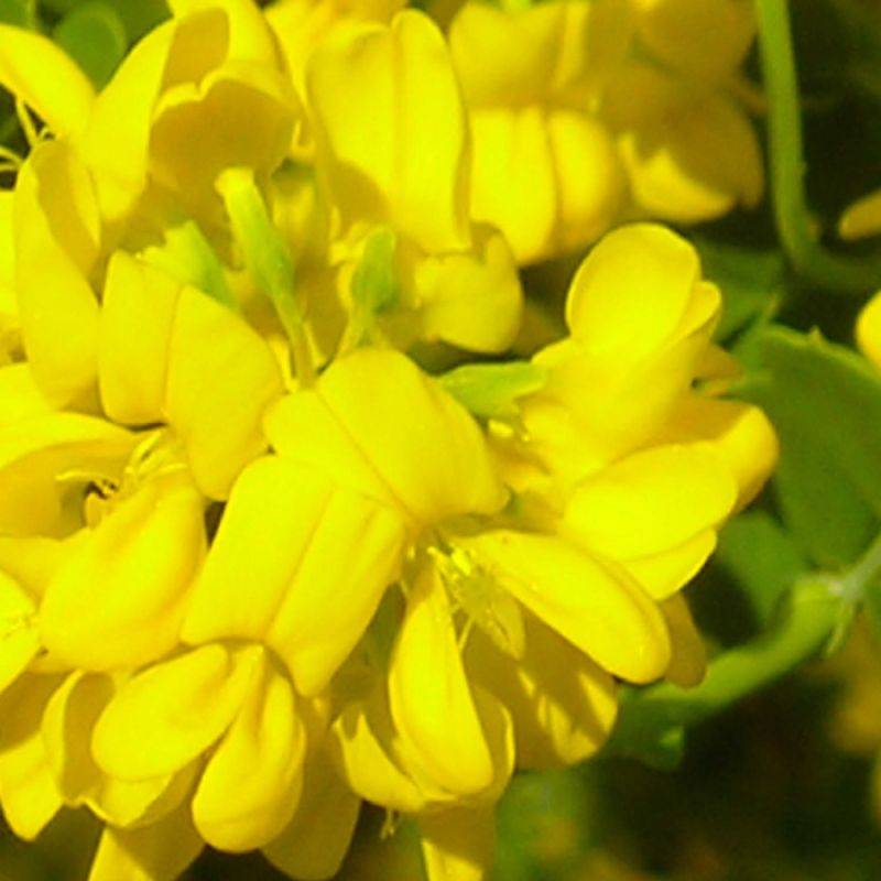 Coronille glauque (Coronilla valentina 'Glauca') - Godet - Taille 20/40cm - Pépinières Naudet - Image 1