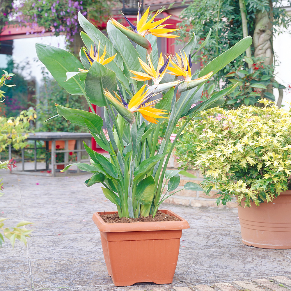Gardenersdream - Strelitzia Plante D’Intérieur – Oiseau De Paradis En Pot 12 Cm - GardenersDream - Image 1
