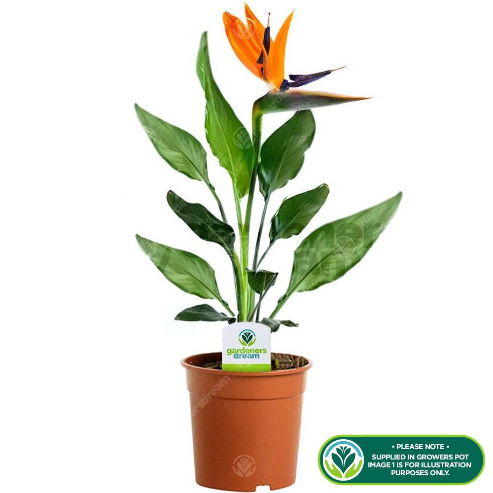 Gardenersdream - Strelitzia Plante D’Intérieur – Oiseau De Paradis En Pot 12 Cm - GardenersDream - Image 2