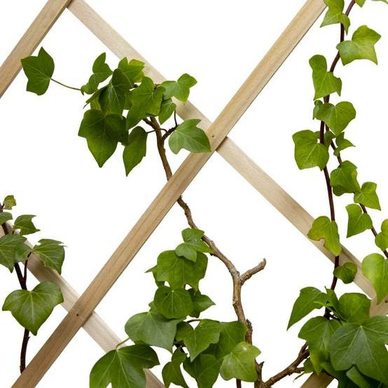 Treillis en bois pour plantes grimpantes - TERRE JARDIN - Image 2